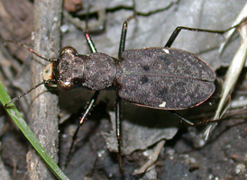 One-spotted Tiger Beetle